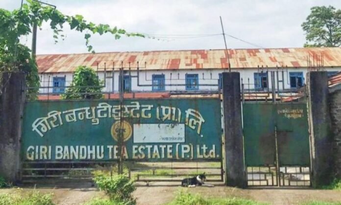 giribandhu_72DNWNOY0F-1