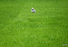 गबारो कीराबाट किसानलाई धानबाली जोगाउनै मुस्किल