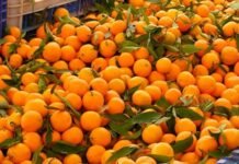 सङ्खुवासभामा ३४ करोड बढीको सुन्तला कारोबार