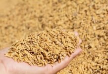 बेमौसमी वर्षाले क्षति पुर्याएपछि झापामा धान उत्पादन घट्यो