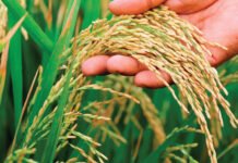 आठ प्रजातिको धान अनुसन्धान हुँदै